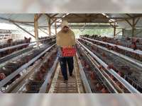 Dari Telur Menetas Ekonomi Produktif