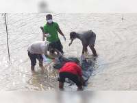 Mayat Diduga Warga Tuban yang Terjun ke Bengawan Solo, Ditemukan di Kanor Bojonegoro