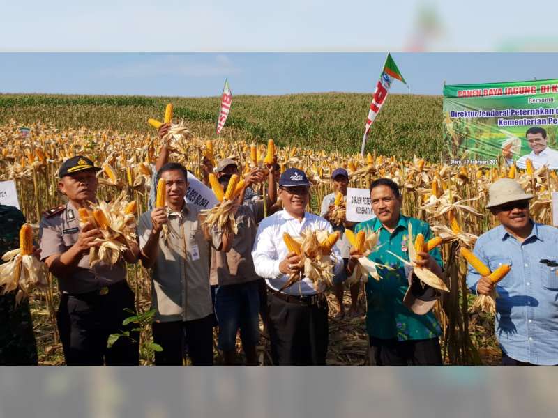 Dirjen PKH Bersama Bupati Blora, Hadiri Panen Raya Jagung