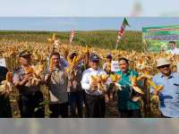 Dirjen PKH Bersama Bupati Blora, Hadiri Panen Raya Jagung