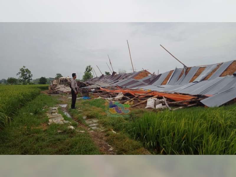 Diterjang Angin Kencang, Kandang Ayam Milik Warga Temayang Bojonegoro Roboh