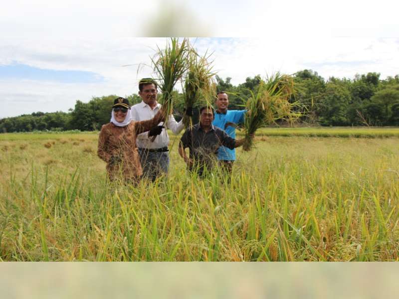 Hadiri Panen Raya di Sugihwaras, Bupati Bojonegoro Dorong Penangkaran Padi Mandiri