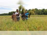Hadiri Panen Raya di Sugihwaras, Bupati Bojonegoro Dorong Penangkaran Padi Mandiri