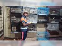 Berawal dari Hobi, Bripka Arip Nirwanto Sukses Beternak Burung Lovebird