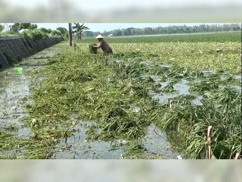 Terendam Banjir Bengawan Solo, Ribuan Hektare Tanaman Padi Petani di Tuban Membusuk