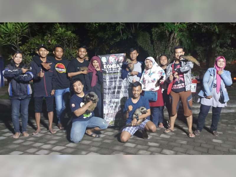 Kombat, Komunitas Pecinta Musang Dari Bojonegoro