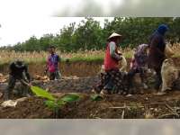 TMMD Blora, Ibu-Ibu Turut Bangun Jalan Makadam