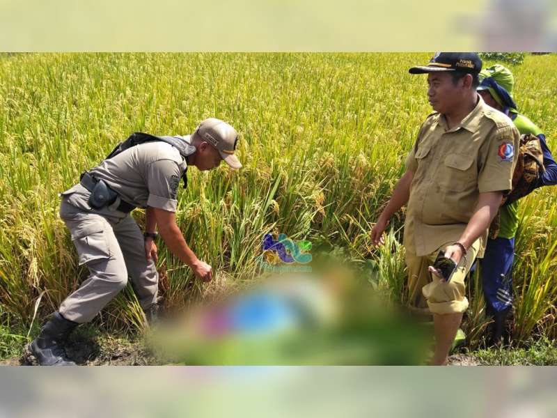 Diduga Serangan Jantung, Warga Sukosewu Bojonegoro Meninggal Dunia di Sawah