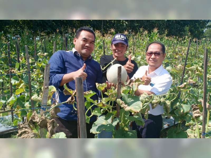 Masturi Warga Karangboyo Blora, Sukses Kembangkan Melon Orange