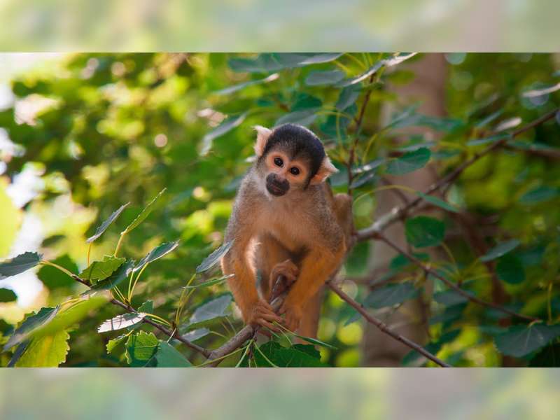 Cacar Monyet: Ancaman Virus Negeri Seberang