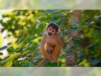 Cacar Monyet: Ancaman Virus Negeri Seberang