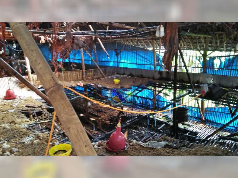 Kandang Ayam Milik Warga Kepohbaru Bojonegoro Terbakar, Kerugian Capai Rp 50 Juta