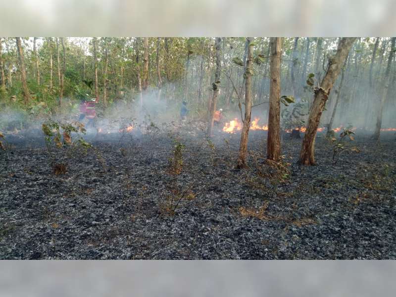 5 Hektare Semak Belukar Hutan Jati di Dander Bojonegoro Terbakar