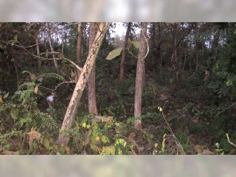 Mayat Laki-Laki Tanpa Identitas Ditemukan di Dalam Karung di Hutan Randublatung Blora