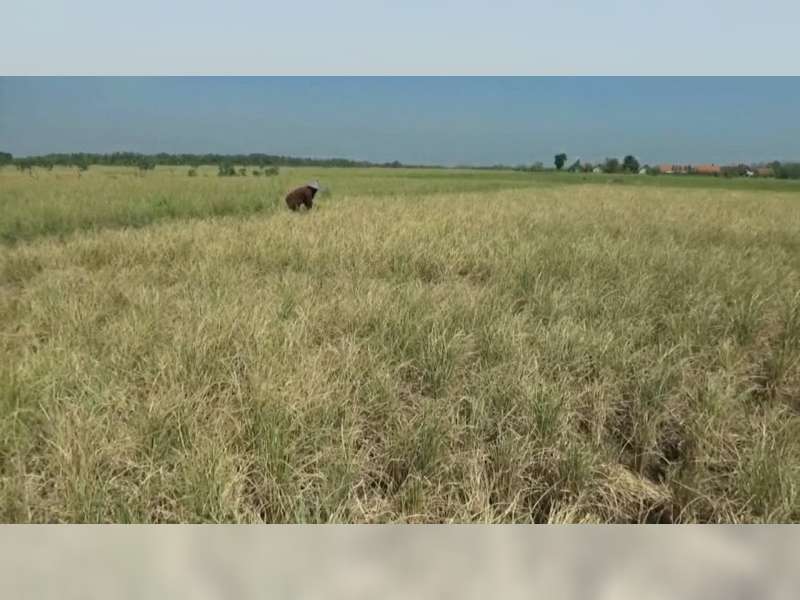 Kekeringan Landa Bojonegoro, Ribuah Hektar Padi Gagal Panen