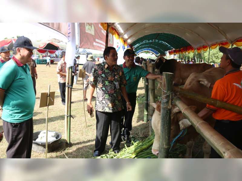 Pemerintah Kabupaten Blora Gelar Kontes Sapi dan Kambing