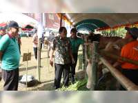 Pemerintah Kabupaten Blora Gelar Kontes Sapi dan Kambing