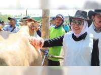 Disperta  Bojonegoro Gelar Pemeriksaan Kebuntingan Sapi Indukan di Malo