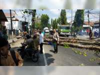 Diduga Lapuk, Pohon Penghijauan di Pinggir Jalan Raya Baureno Bojonegoro Roboh