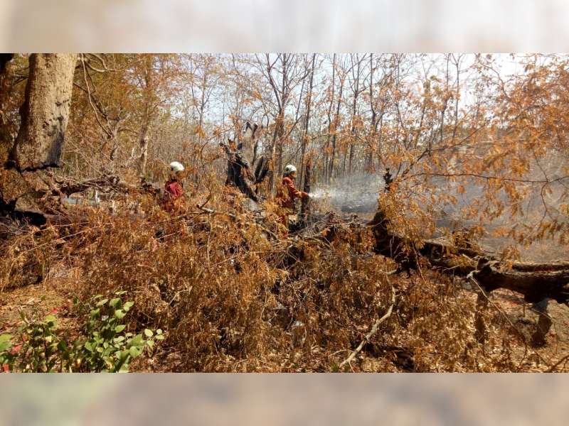 Sejumlah Pohon di Area Pemakamam Desa Sumberrejo Trucuk Bojonegoro, Kembali Terbakar
