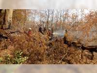 Sejumlah Pohon di Area Pemakamam Desa Sumberrejo Trucuk Bojonegoro, Kembali Terbakar