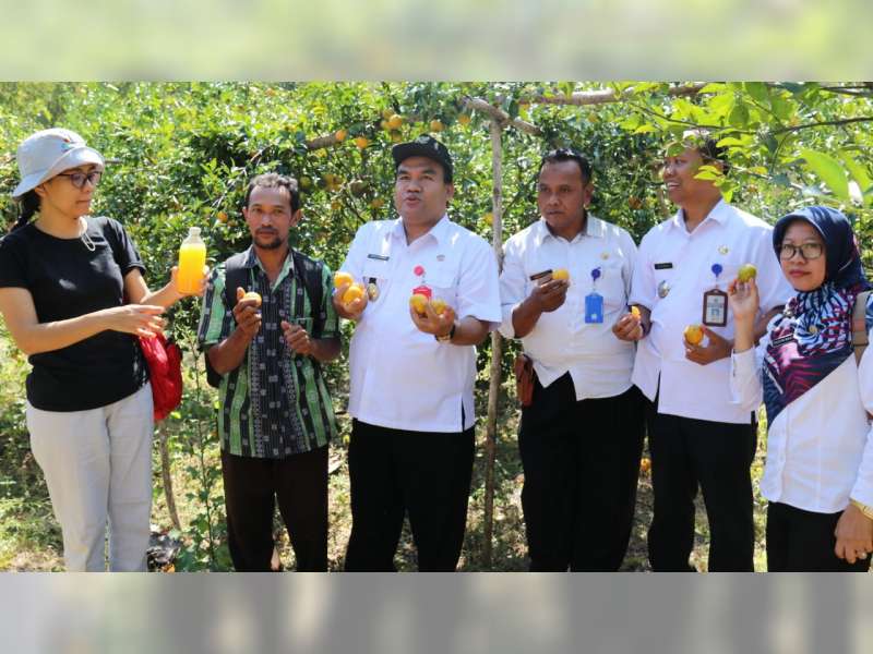 Pemkab Blora Ingin Kembangkan Pengolahan Jeruk Tanggel, Pasca Panen