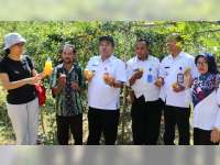 Pemkab Blora Ingin Kembangkan Pengolahan Jeruk Tanggel, Pasca Panen
