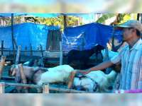 Arif Sabardil, Warga Ngampel Bojonegoro, Raup Berkah Iduladha Dengan Berjualan Kambing