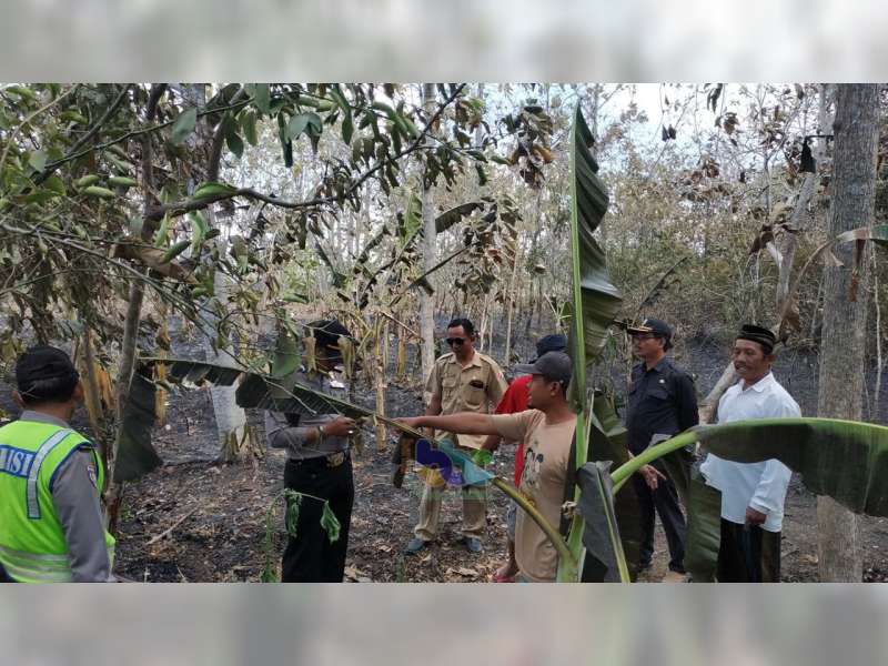 Diduga Akibat Pembakaran Kotoran Ternak, Semak di Gayam Bojonegoro Terbakar