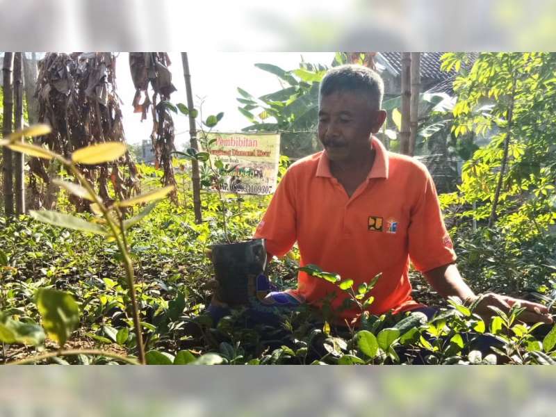 Ngadoellah Warga Campurejo Bojonegoro ini Tekuni Pembibitan Kelengkeng Jenis Diamond River