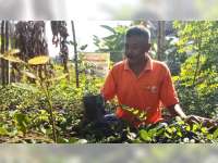 Ngadoellah Warga Campurejo Bojonegoro ini Tekuni Pembibitan Kelengkeng Jenis Diamond River