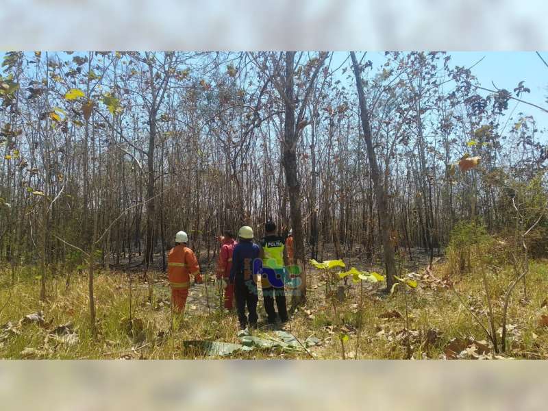 Semak Belukar di Area Lahan Jati Milik Warga di Baureno Bojonegoro Terbakar