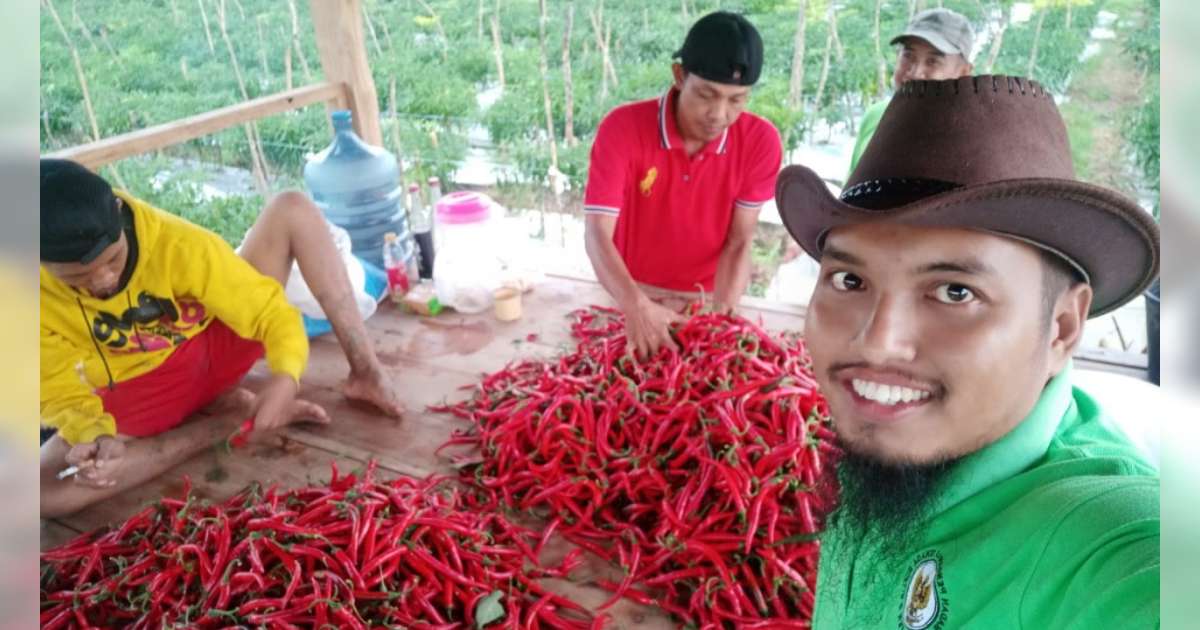 Harga Cabai Merah Besar Di Bojonegoro Turun Petani Merugi Beritabojonegoro Com