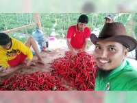 Harga Cabai Merah Besar di Bojonegoro Turun, Petani Merugi