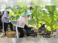 Bupati Bojonegoro Hadiri Panen Raya Tembakau di Kepohbaru