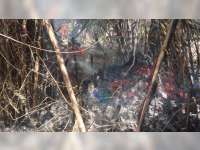 Akibat Pembakaran Sampah, Rumpun Bambu di Ledokkulon Bojonegoro Terbakar