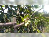 Satu Lagi Objek Wisata di Bojonegoro, Agrowisata Petik Jambu Madu di Desa Dengok Padangan