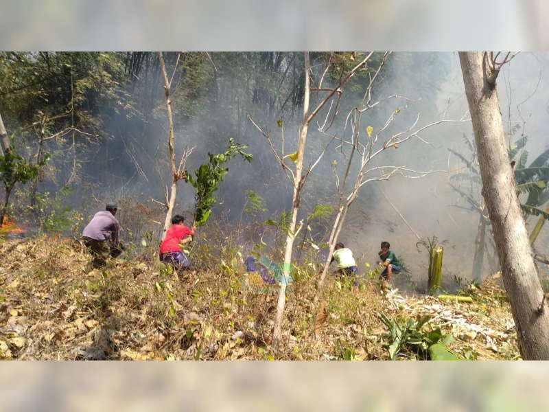 1,5 Hektare Semak Belukar dan Rumpun Bambu di Kedungadem Bojonegoro Terbakar