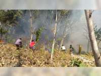 1,5 Hektare Semak Belukar dan Rumpun Bambu di Kedungadem Bojonegoro Terbakar
