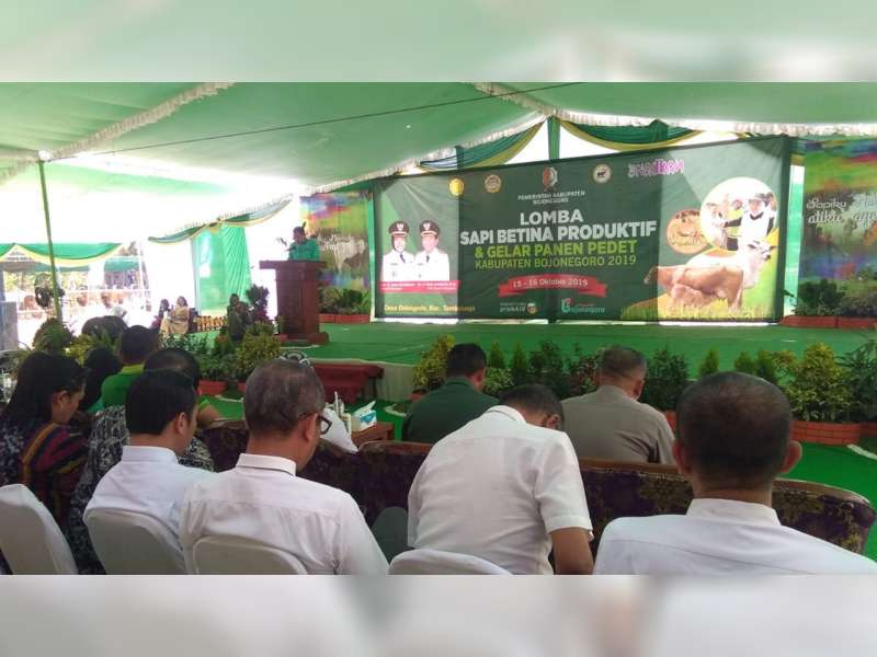 Pemkab Bojonegoro Gelar Lomba Sapi Betina Produktif dan Panen Pedet 2019