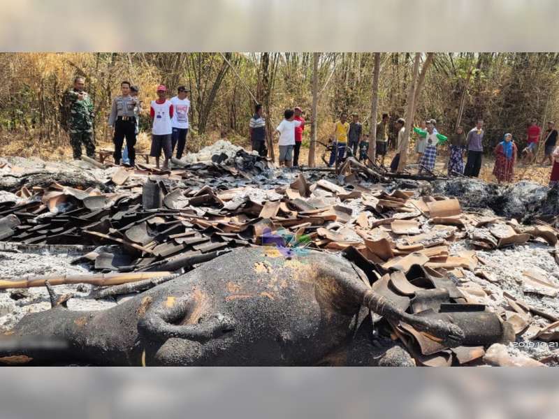 Kebakaran Kandang di Kepohbaru Bojonegoro, 2 Ekor Sapi Turut Terpanggang Api
