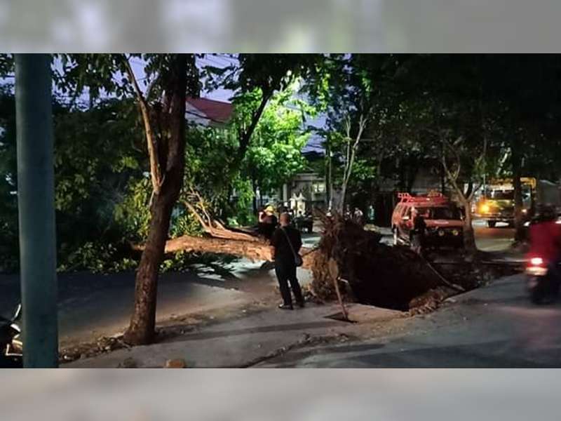 Seorang Warga Luka-Luka Tertimpa Pohon Tumbang di Jalan Gajah Mada Bojonegoro