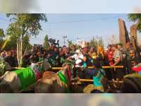 Event Bedholan Lembu di Kecamatan Tambakrejo Bojonegoro, Berlangsung Semarak