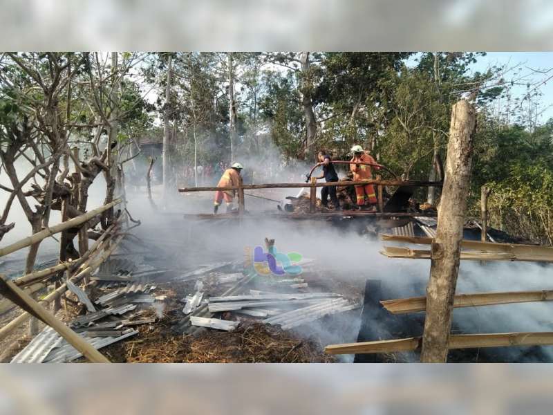Kandang Sapi di Sekar Bojonegoro Ludes Terbakar, 3 Ekor Sapi Berhasil Diselamatkan