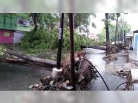 Diterjang Angin, Sejumlah Pohon di Bojonegoro Roboh, Beberapa Bangunan Rusak