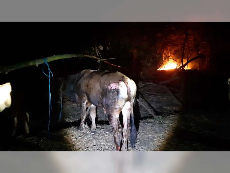 Kandang Sapi Milik Warga Kepohbaru Bojonegoro Ludes Terbakar, Seekor Sapi Luka Bakar