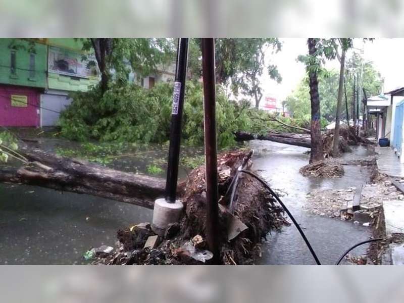 DLH Bojonegoro Masih Lakukan Pemotongan Pohon Yang Terkena Dampak Proyek Trotoar