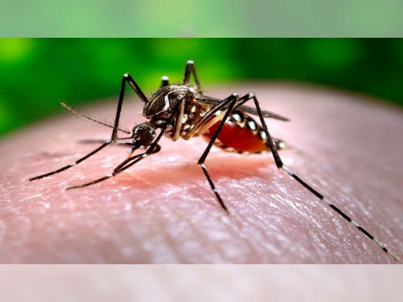 Dinas Kesehatan Bojonegoro Imbau Masyarakat Waspadai Penyebaran Demam Berdarah