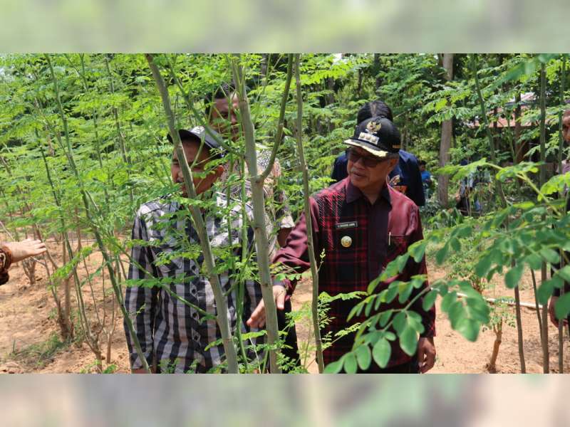 Kunjungi Blora, Walikota Samarinda Ingin Kembangakan Tanaman Kelor