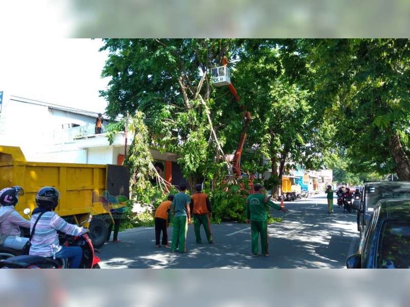 7.000 Lebih, Pohon Penghijauan di Bojonegoro Butuh Pemangkasan